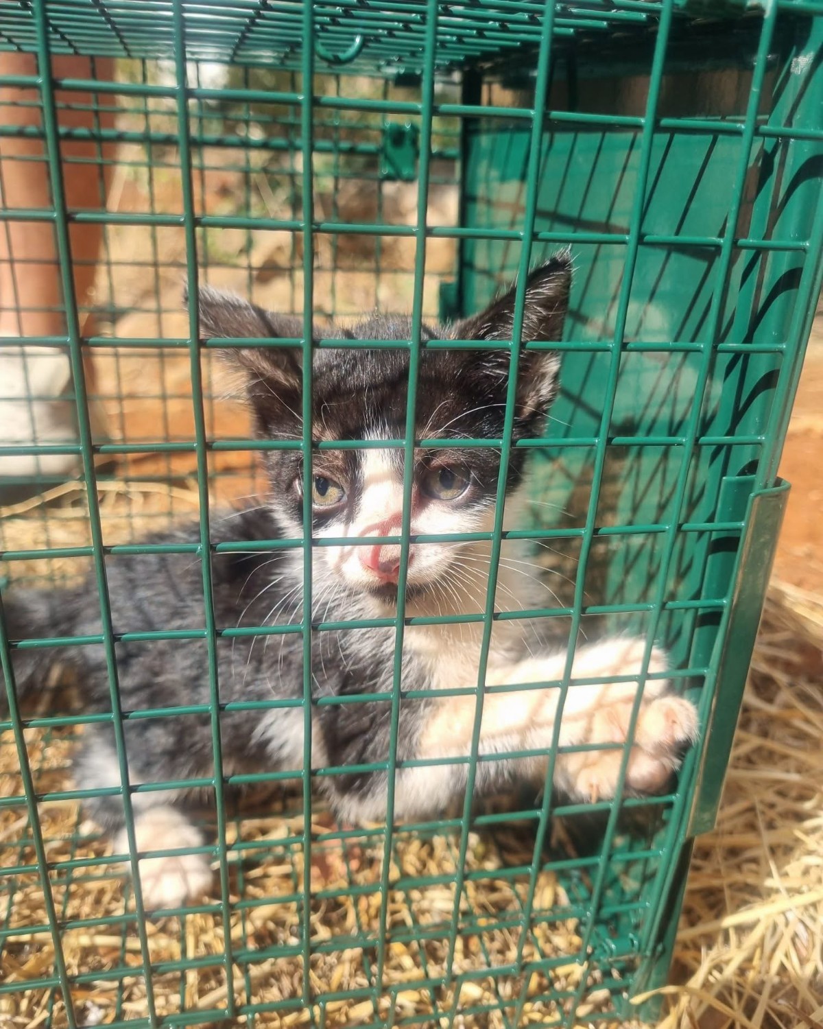 Ação de recolha e salvaguarda de felinos em Almancil